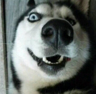 烧屏坏点检测app